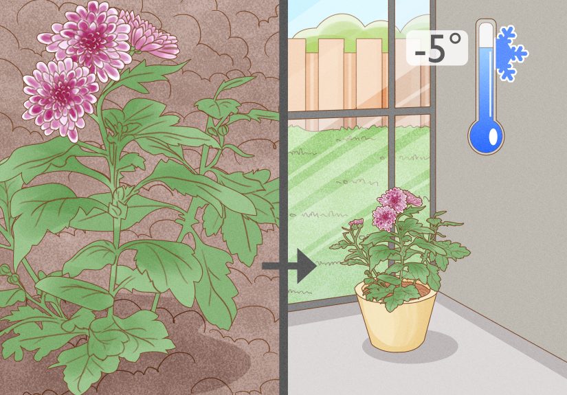 How to Root Chrysanthemum Cuttings
