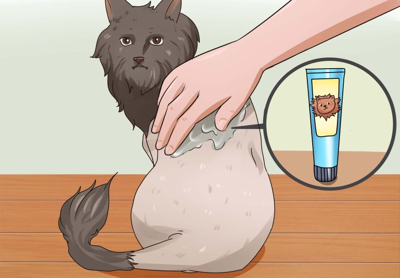 How to Shave a Cat