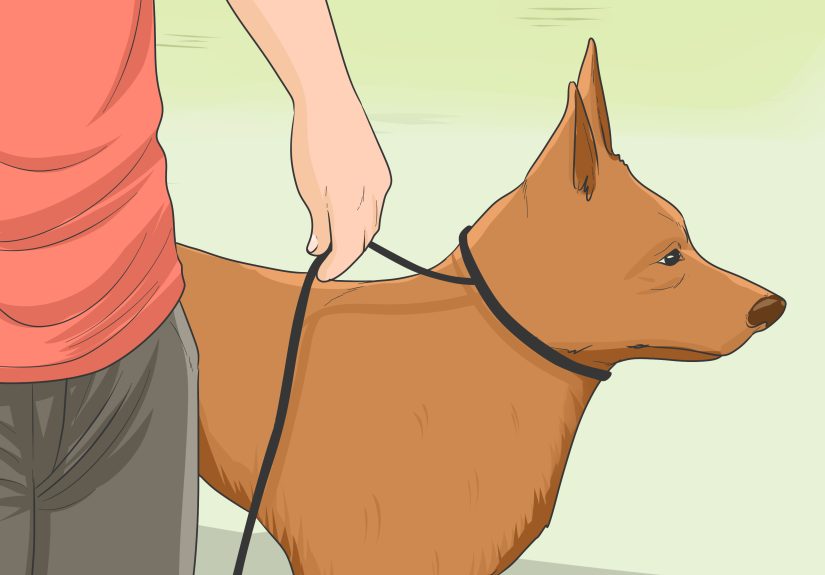 How to Train Military Dogs: 14 Steps
