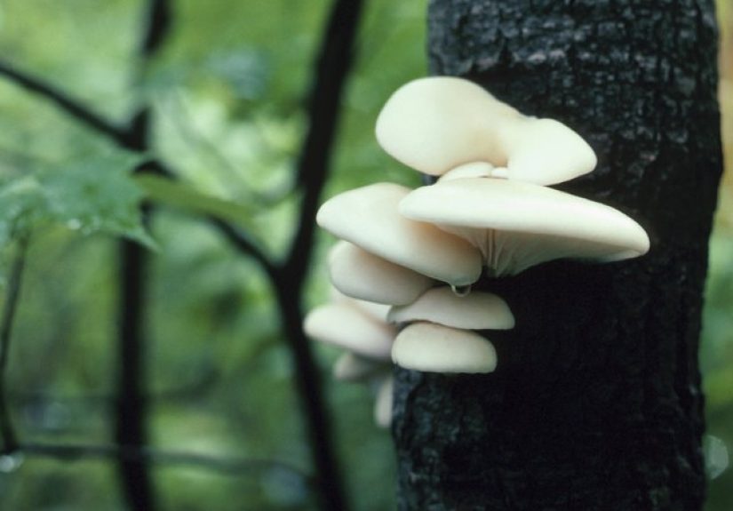 Is Tree Fungus Dangerous to Humans?