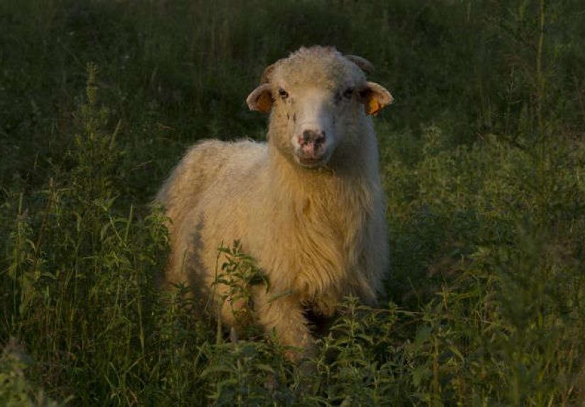 Lukasz Jogalla "Sheep" Photograph