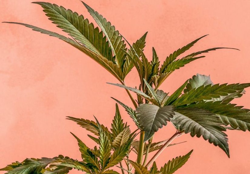 Marijuana and macular degeneration: Possible links and eye health
