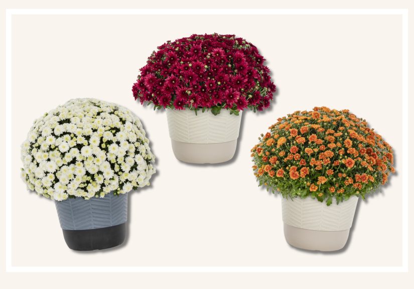 Mums Are the Ultimate Porch Stapleand You Can Get Them Delivered Straight to Your Door