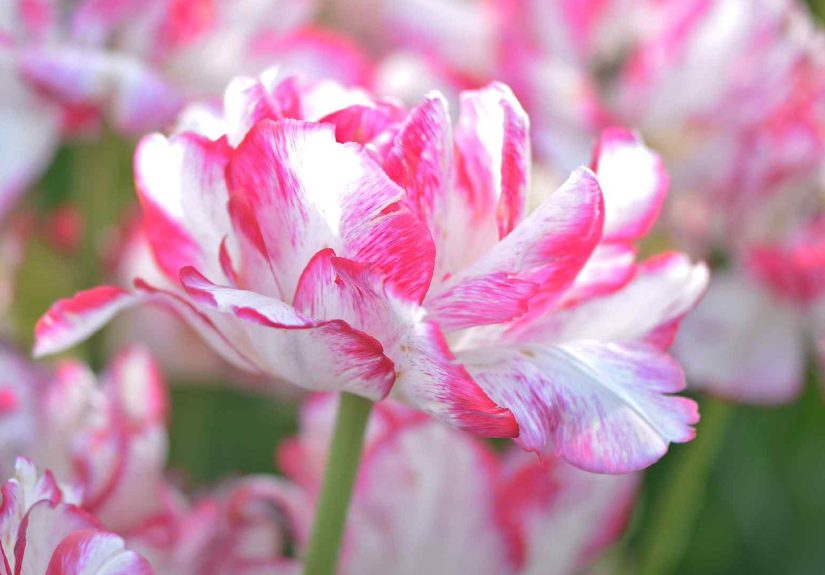 Peony Tulips Make Colorful Cutting Flowers