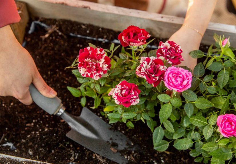 Preparing Garden Soil for Growing Roses