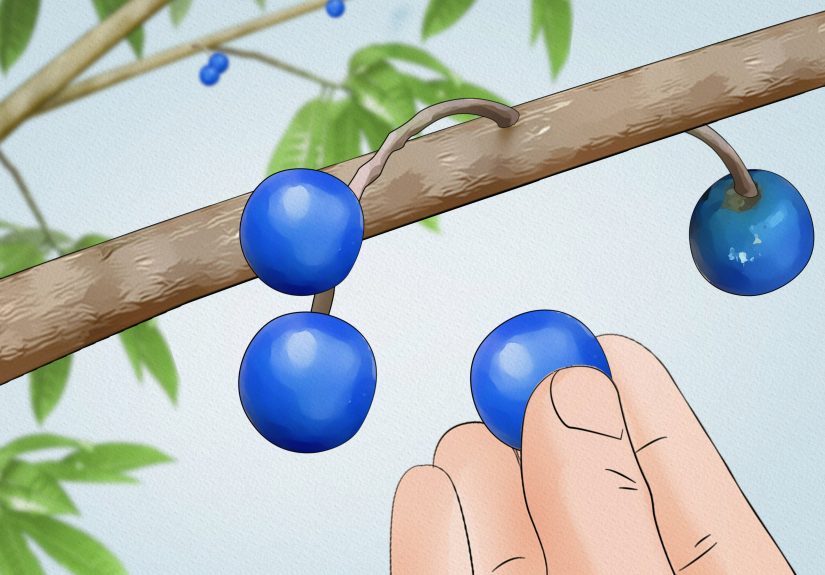Simple Ways to Grow a Rudraksha Tree