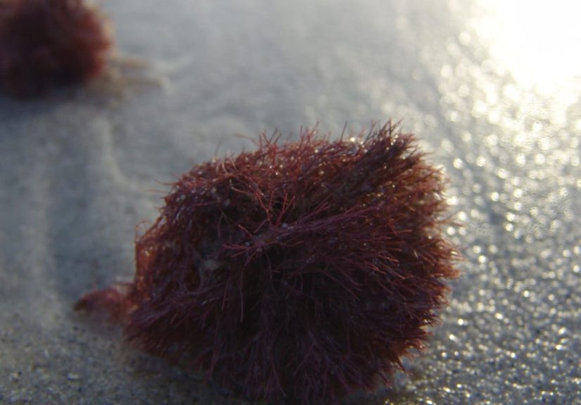 Weird Balls Are Washing Up On Beaches. They May Be Saving the Ocean.
