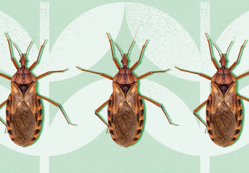 What Is “Kissing Bug” Disease and Should You Be Worried About It?