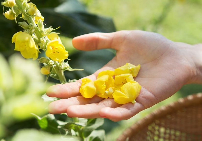 What Is Mullein Tea? Benefits, Side Effects, and More