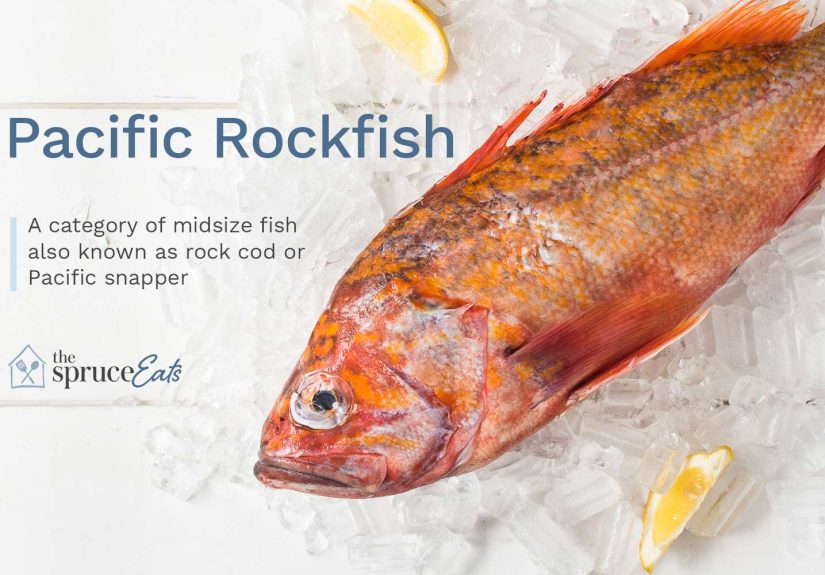 What Is Pacific Rockfish?