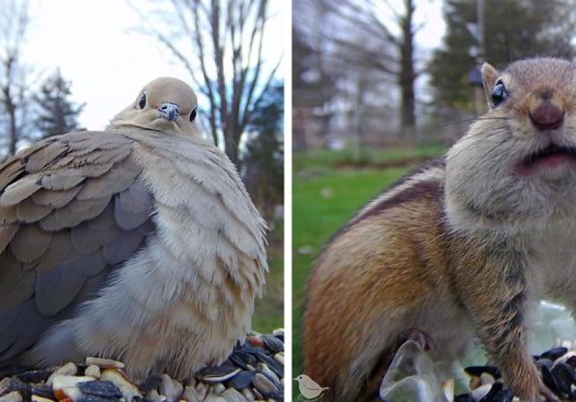 Woman Sets Up A Feeder Cam In Her Yard And The Photos Are Extraordinary (30 New Pics)