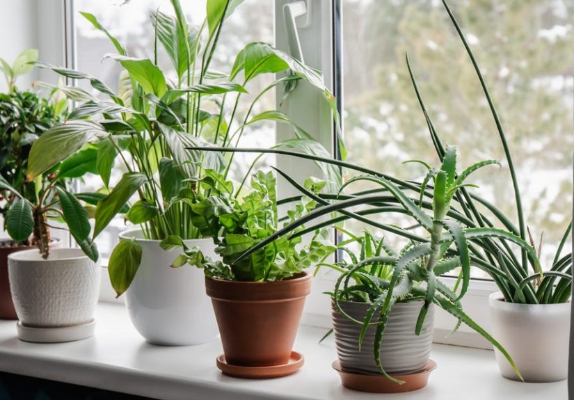 25 Best Indoor Plants to Brighten Any Room
