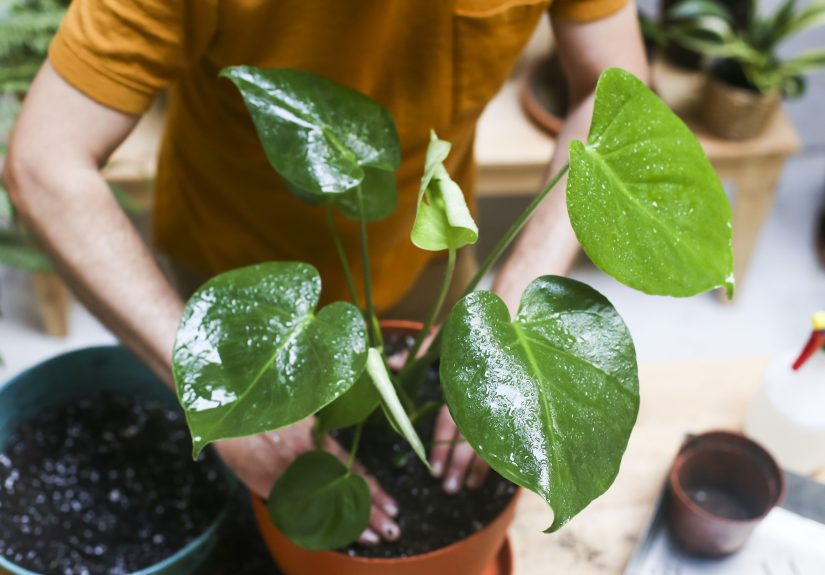 5 Easy Steps to Repot a Monstera for Bigger, Healthier Growth