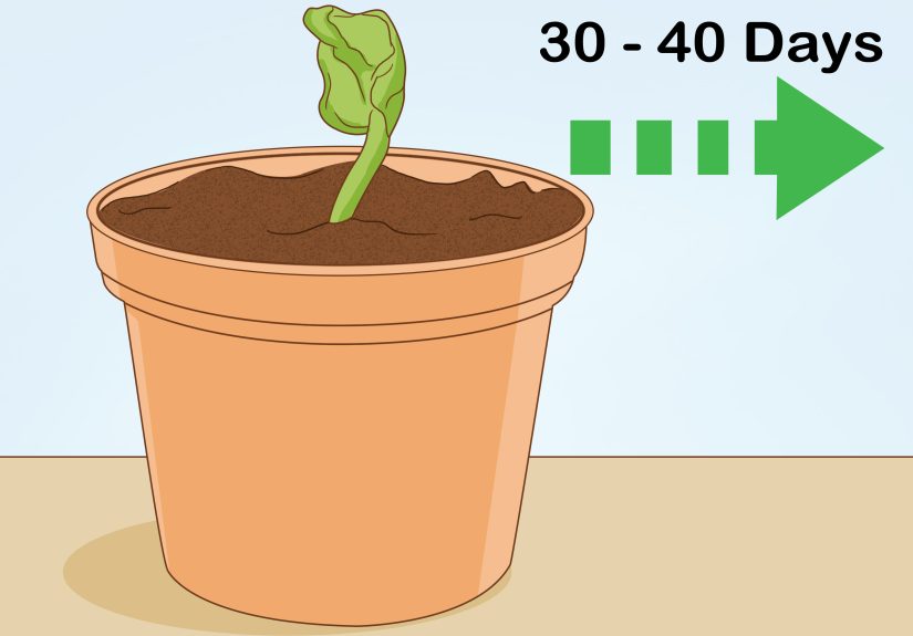 5 Ways to Care for a Madagascar Dragon Tree