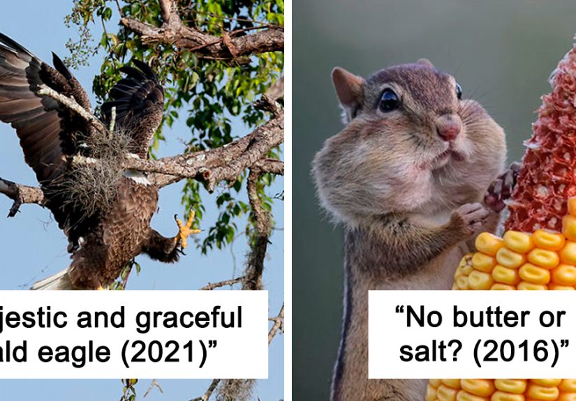 50 Of The Most Incredible Shots That Were Submitted To The Comedy Wildlife Photography Awards