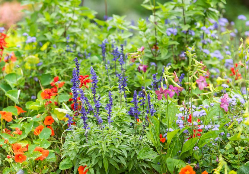 9 Fall Annuals That Add Instant Color to Your Garden