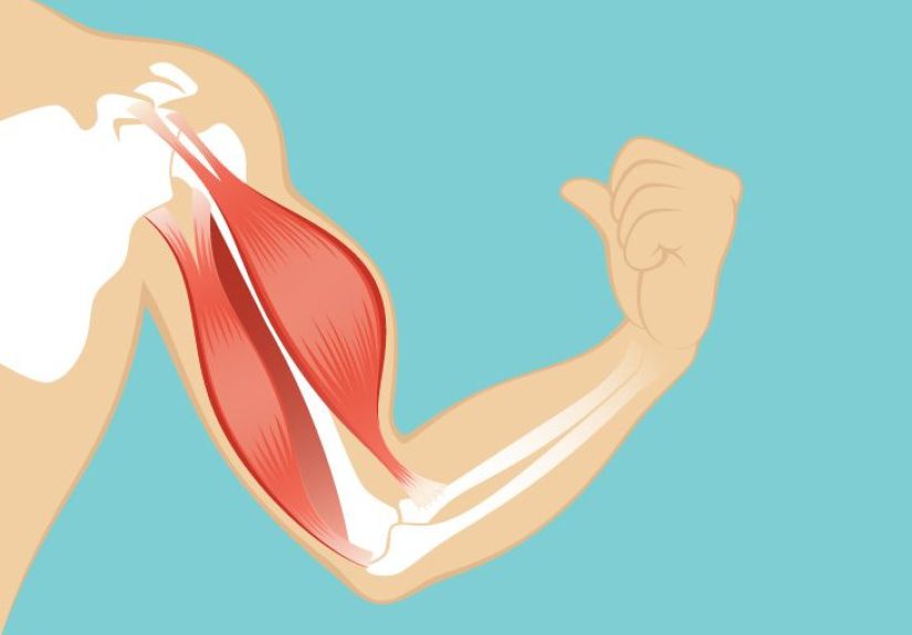Adductor Longus Muscle Origin, Function & Anatomy