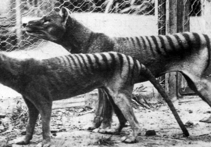 Are Scientists Bringing Extinct Tasmanian Tiger Back From Dead?