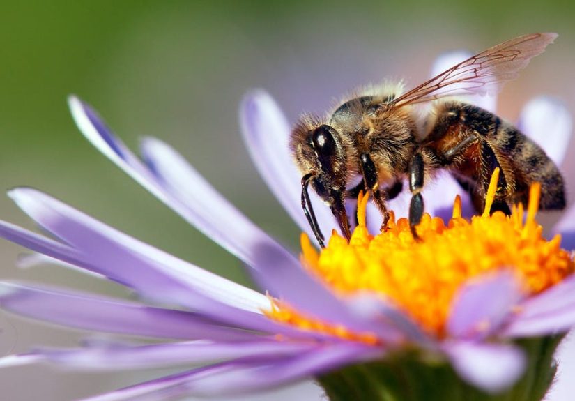 Bee Facts