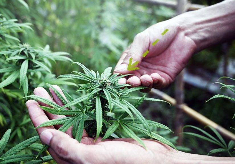 CBD Dosage: Research and Safety
