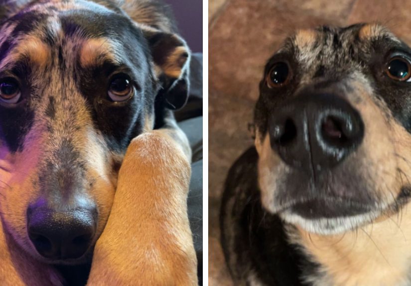 Hey Pandas, Show Me Your Catahoula Leopard Dogs