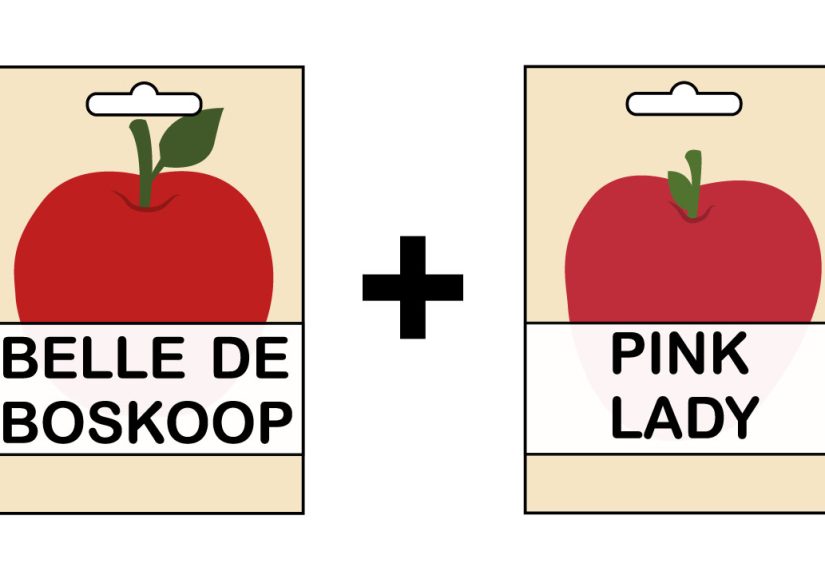 How to Grow an Apple Tree from a Seed