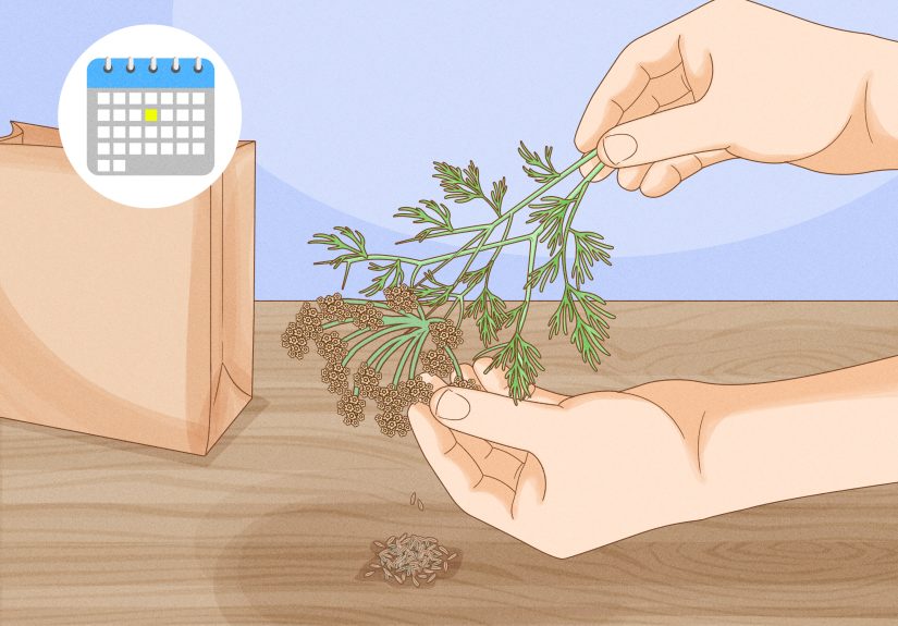 How to Grow Cumin: Planting, Growing, and Harvesting Cumin