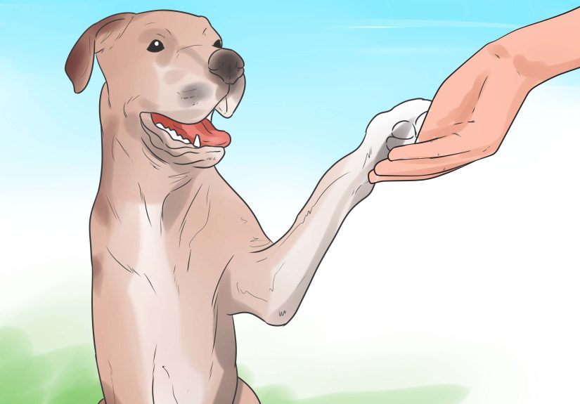 How to Teach Your Dog to Shake Hands: 13 Steps