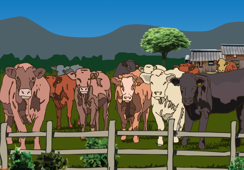 How to Tell the Difference Between Bulls, Cows, Steers and Heifers