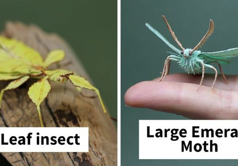 I Use My Unique Technique To Create Realistic Animals And Plants From Paper (34 New Pics)