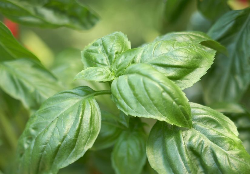 Is Basil a Perennial That Will Come Back Each Year?