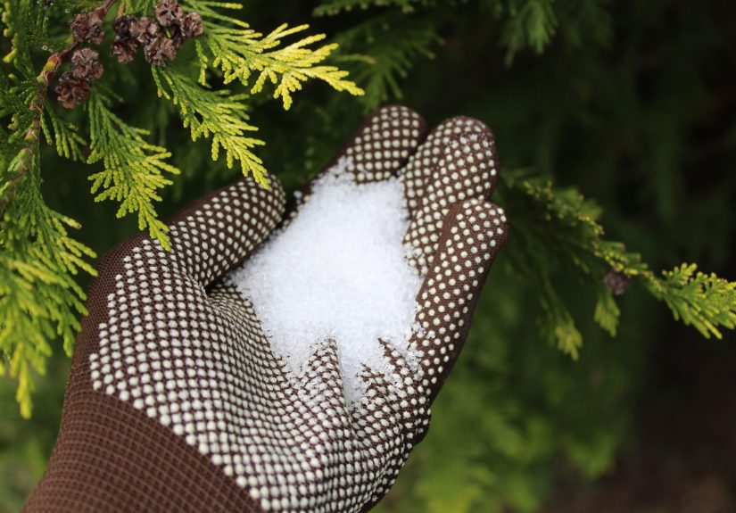 Is Epsom Salt Good for Plants? Here’s What an Expert Says