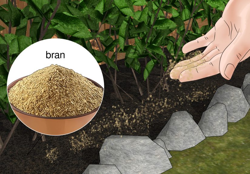 Killing Garden Slugs with Salt: How to Use It and Not Harm Your Plants