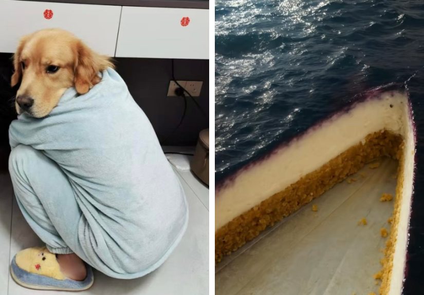 “Looks Like A Human In A Dog Suit”: 50 Confusing Photos That Mess With Your Sense Of Reality