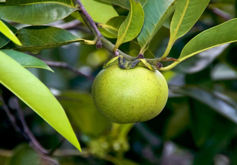 Manchineel: What to Know About Manchineel Poisoning